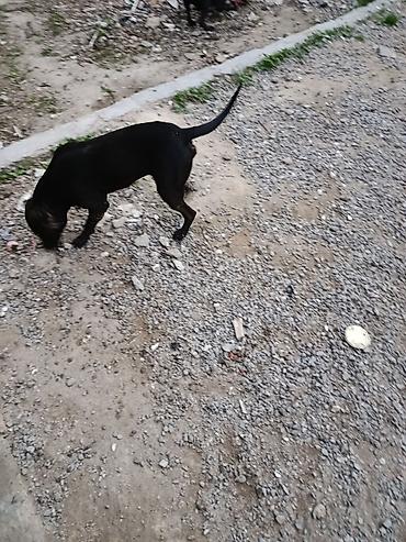 cuce ve xoruz: Pitbul, 10 ay, Erkək, Ünvandan götürmə — 3