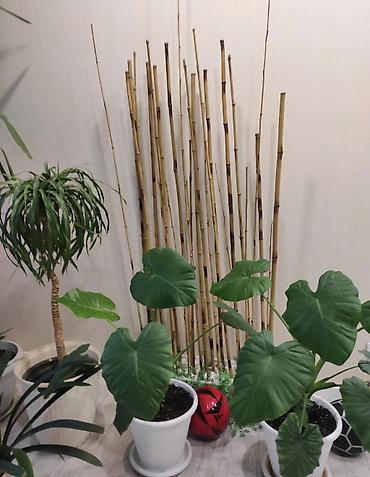 Бамбук: Натуральные тростниковые/бамбуковые палки (камышовые стебли) в — 9