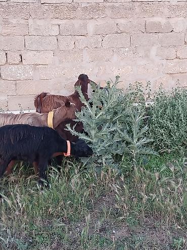 Keçilər, çəpişlər: Super Hələb keçisi ! 2 si birinci qarına doğub 2 sidə 3 qarına doğub — 4