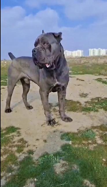 cane corso yavru: Kane-Korso, 2 il, Erkək, Peyvəndli, Ödənişli çatdırılma, Ünvandan götürmə — 2