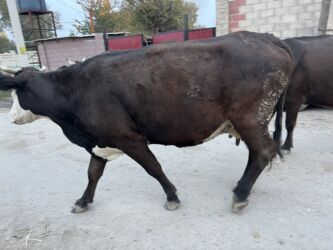 эркек торпок сатылат: Продаю | Корова (самка) | Алатауская | На откорм, На забой, Для разведения