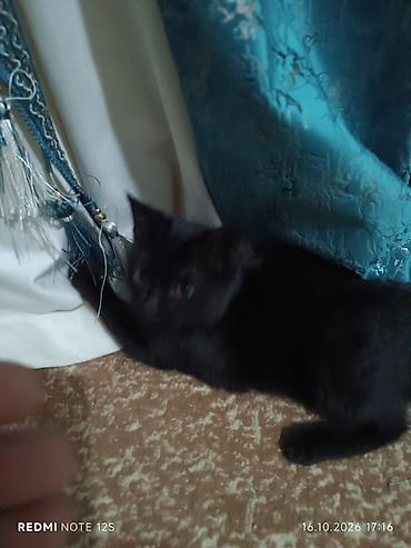 ph down: Кошка даром: Беспородная, Девочка — 1