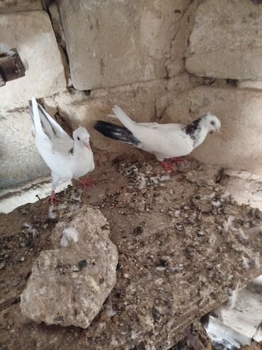 Göyərçinlər: Şəkillərdə müxtəlif rənglərdə və bəzi fərqli xüsusiyyətlərə malik — 5