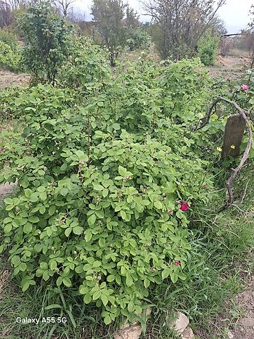 bina az seki: 2 otaqlı, 24 kv. m, Kredit yoxdur, Təmirsiz — 4