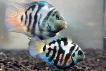 Balıqlar: Panda balığı, Yırtıcı