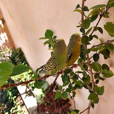 sevgi qusu: 🦜 Erkək və Dişi Cüt Dalğalı Tutuquşuları 🦜 Həyətdə belə uçub — 9