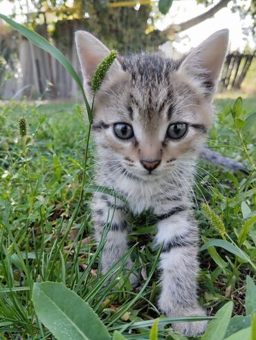 котята мейкун: Котята 21 сентября исполнилось 2 месяца, ищут свою новую заботливую at lalafo.kg котята мейкун: Котята 21 сентября исполнилось 2 месяца, ищут свою новую заботливую