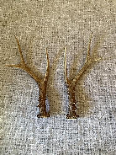 cuyur: Cuyur buynuzlari iki cut. olculeri: 25sm/15sm Sığır buynuzu: 81sm/63sm — 3