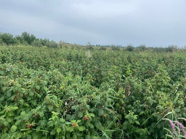 güzgü sifarişi: Qusar rayonunda 100000 ədəd malina ( moruq) tinglərimiz var. Çox