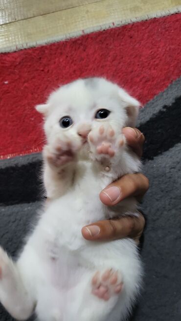 Pişiklər: Şotland yastı qulaq — 6