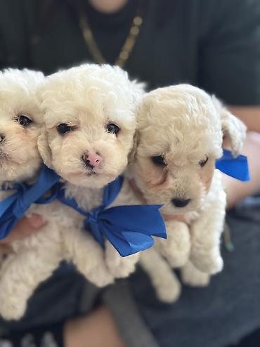 İtlər: Pudel, 2 ay, Erkek, Ödənişli çatdırılma — 3