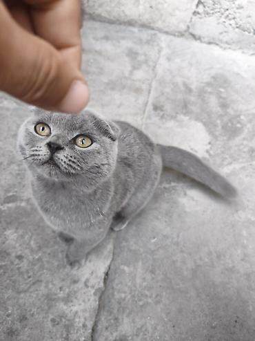 кошка вислоухая: Шотландская вислоухая кошка (Scottish Fold), окрас: сплошной голубой — 6