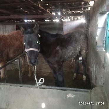 Лошади, кони: Продаю | Жеребенок | Для разведения — 4