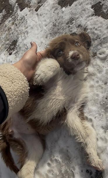 Отдам даром собаку: Собака даром: 3 месяца, Самка — 7