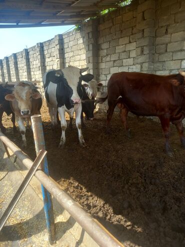 sudluk inekler satışı: Satilir.15000m