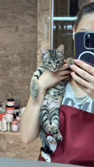 домик для кроликов: 3 айлык, Эркек, Лотокко барууга үйрөтүлгөн, Курттардан тазаланган