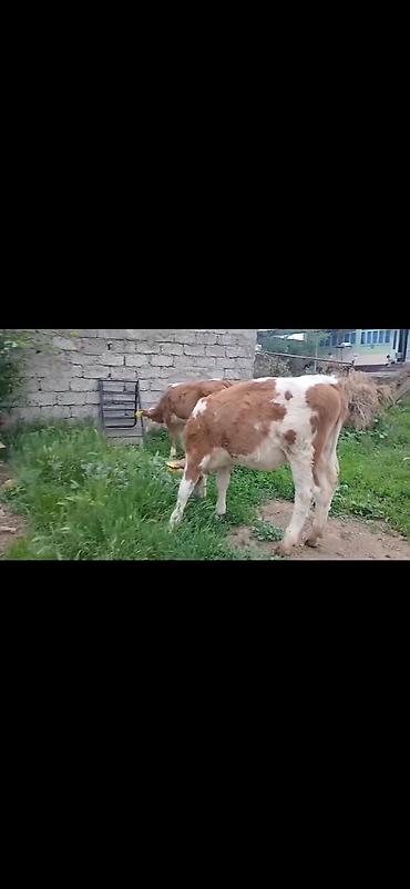 Dana, buzov: Satışda: simmental tipli erkək buzovlar - Rəng: ağ-qəhvəyi ləkəli - — 4