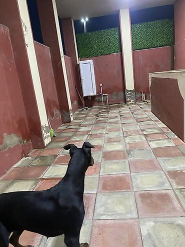 qurdbasar it: Doberman, 11 ay, Dişi, Ünvandan götürmə — 6