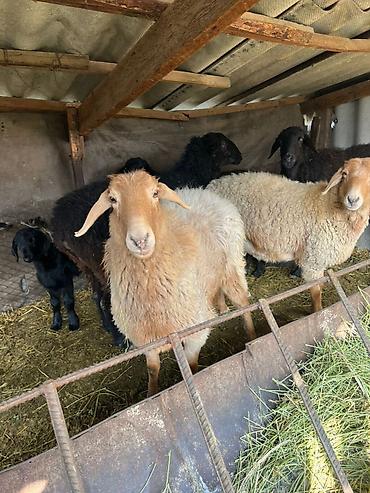 Баран, овца: Продаю | Овца (самка) | Для разведения | Матка — 9