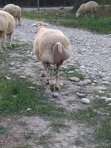 cins ineklerin satisi 2019: 1 ana bala 2 qoyun beyləqan sortu qoyunlardır. Tək tək və kom satılır — 1