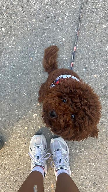 pudel mini: Pudel, 2 ay, Dişi, Ünvandan götürmə, Ödənişli çatdırılma — 3