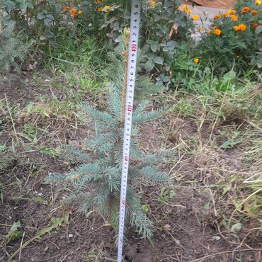 Декоративные деревья: Саженцы деревьев: Ели, Самовывоз, Платная доставка — 11