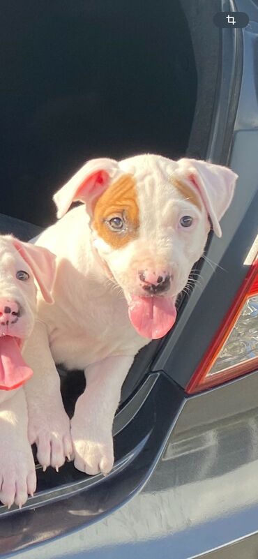 pitbull balası: Pitbul, 2 ay, Dişi, Ünvandan götürmə