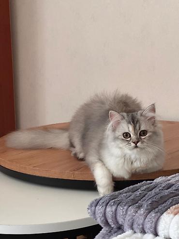 meykun pisik: Şinşilla, Dişi, Yaxşı əllərə, Pulsuz çatdırılma — 2