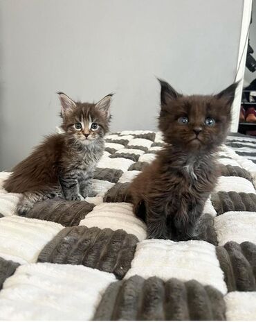 Available Now for their new homes. Our kittens are fully vaccinated