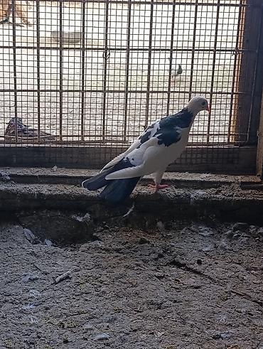tutu quşu: Enli quyruq sevenler ucun tutulma boynugullu 15-16 quyruqdu. saglam — 3