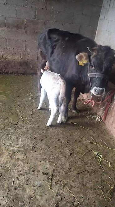 Козы, козлы: Продаю | Коза (самка) | Полукровка | Для молока — 10