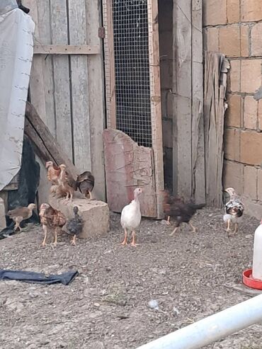 Firənglər təcili satılır