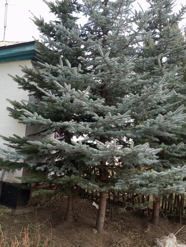 оборудование для печати на футболках купить: Елка аты колючая ель :Озгочолуктору корунушу пирамидадай ийнелери