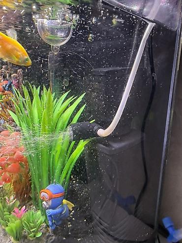 akvarium baku: Akvaryum dəsti – tam yığılmış dekorlu balıq akvariumu - Şüşə — 3