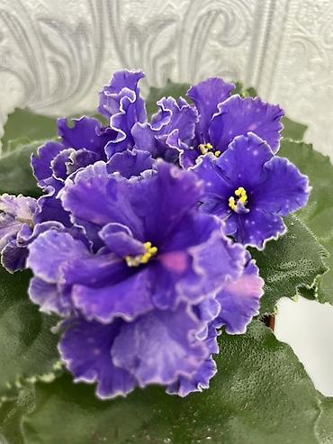 Фиалки и глоксинии: Продам! 1 Детки стандартных сортовых фиалочек. Цена за детку от 80 — 2