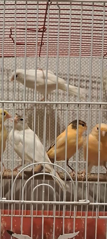 quslar satisi: Cavan Erkək və maya satılır 50 m maşlayır — 1
