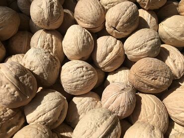 грецкий орех в кыргызстане: Продам грецкие орехи 5 мешков, с тонкой корочкой и крупные, урожай