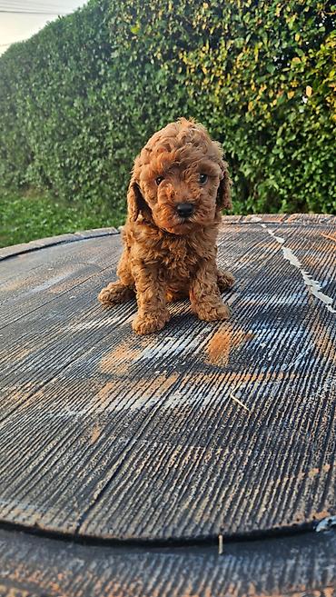 psi stenci prodaja: Dostupni štenci aprikot mini i crvene toy pudle 🐩 Od veoma — 2