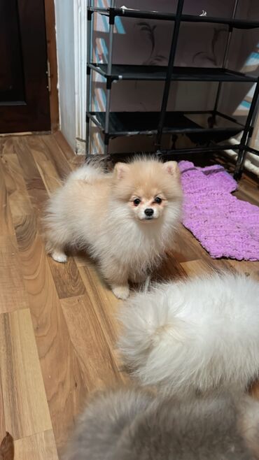 İtlər: Şpitz, 2 ay, Erkek, Peyvəndli, Ünvandan götürmə — 3