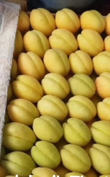 Şitillər: Məhsul: Gül kolları (qızılgül) Təsvir: - Şəkillərdə müxtəlif rəng və — 8