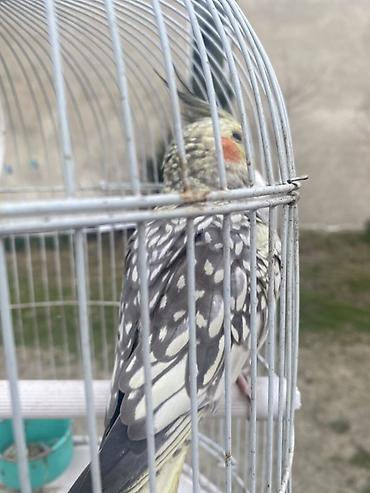 qefəs: Növ: Nimfa (cockatiel) – xallı rəngli Təsvir: - Ağımtıl-boz xallı — 5
