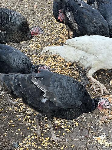 Индюки: Продаю | Индюшка (самка), Индюк (самец) | Черный принц, Северокавказская | На забой, Для разведения | Племенные — 3