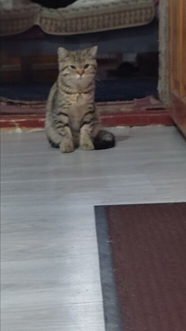 британская короткошерстная кошка золотая шиншилла: Британский табби мальчик 4-5 месяцев умный красивый не
