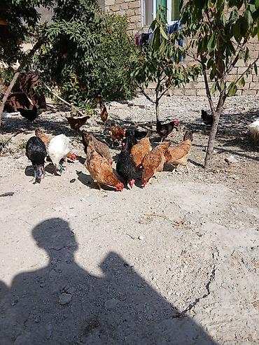 Toyuq, Yumurtalıq