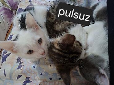 pulsuz itlerin verilmesi: Yaxşı əllərə — 1