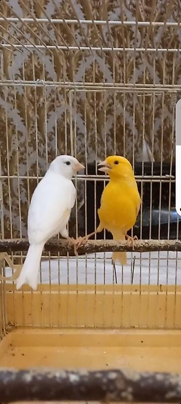 ev quslarinin satisi: Kanareyka Bülbül. Hazır cüt.Limon erkək, ağ maya. Erkək super oxuyur — 2