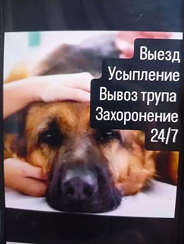 вызвать ветеринара на дом: Услуги для домашних животных 24/7: - Выезд ветеринарного специалиста — 1