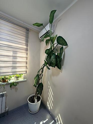 диффенбахия: Диффенбахия (Dieffenbachia), крупное комнатное растение - — 3