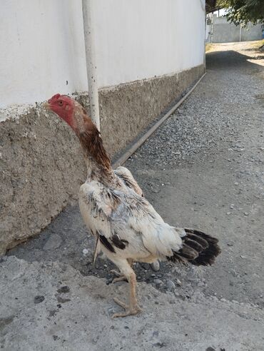 pulsuz heyvanlar verilir: Heyratı Toyuq.Cu Şhamo.Hazırda Yumurtayır.Hündür Təmiz Cins Toyuqdur
