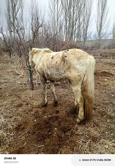 Лошади, кони: Продаю | Кобыла (самка) | Рабочий — 8